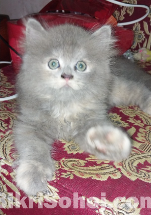 Persian cat